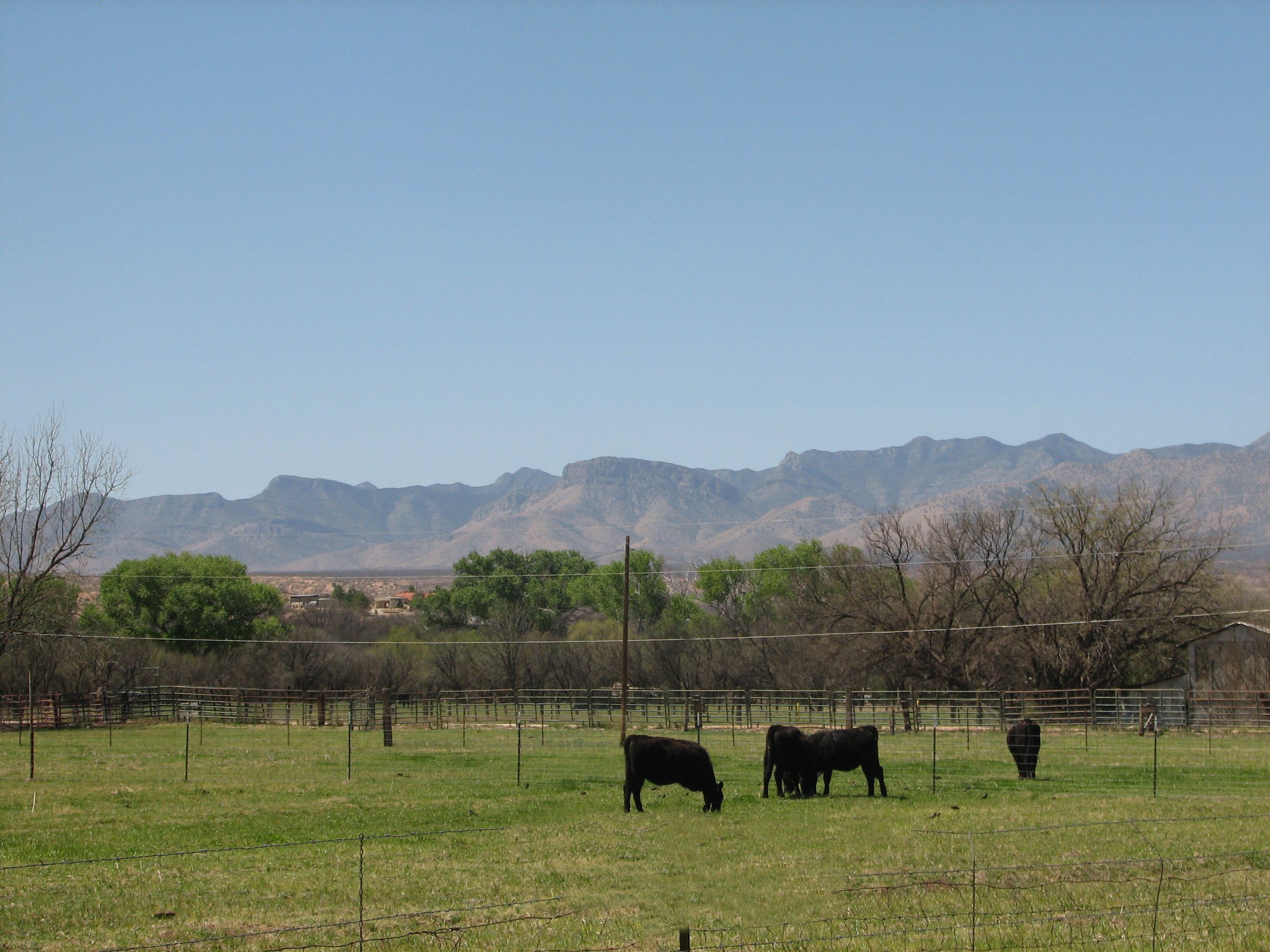 black cows in a green pasture