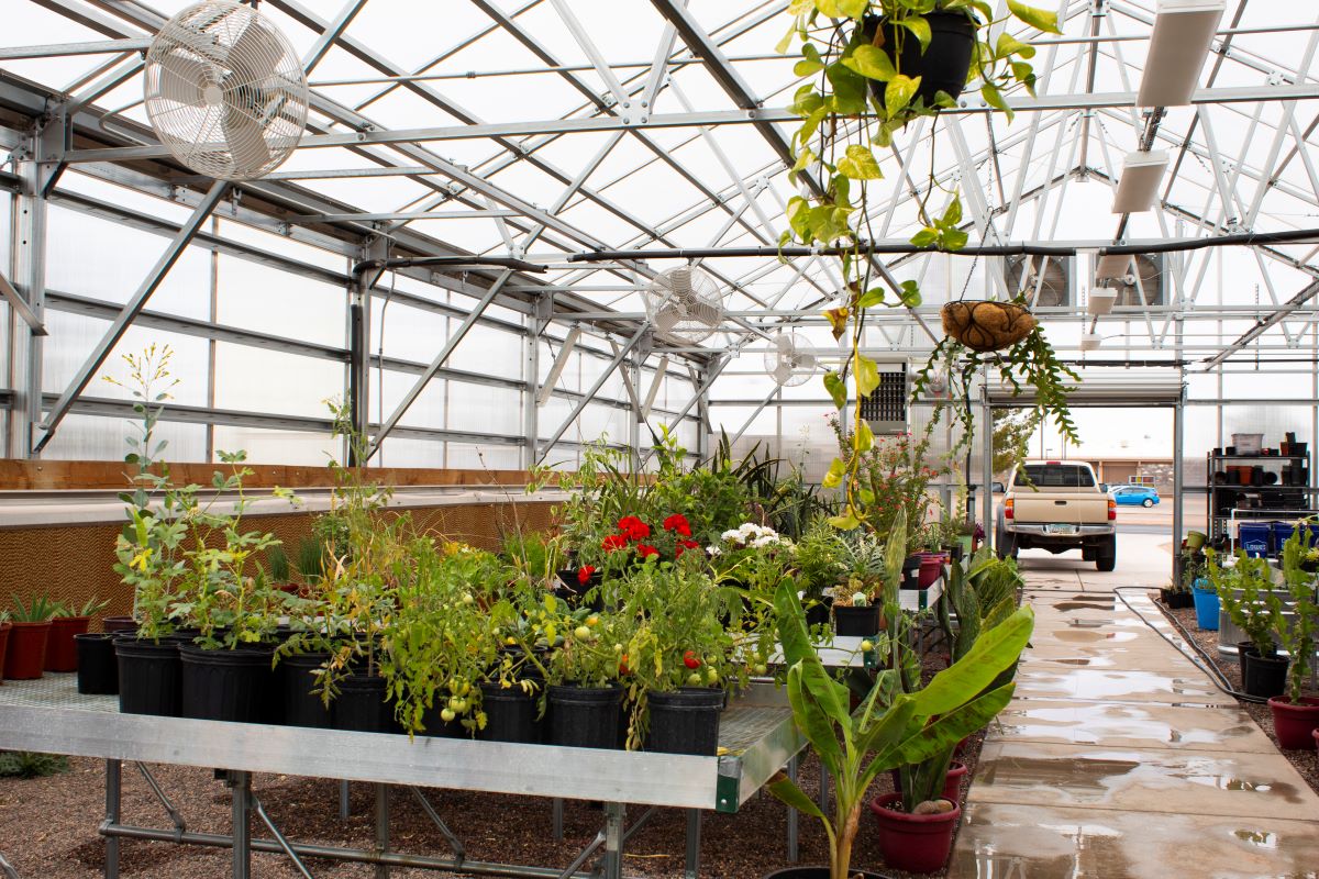 Plants in a green house